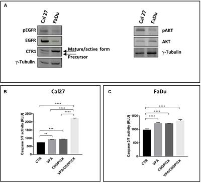 Valproic Acid Synergizes With Cisplatin and Cetuximab in vitro and in vivo in Head and Neck Cancer by Targeting the Mechanisms of Resistance